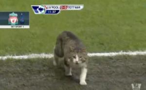 Invasione di gatto ad Anfield