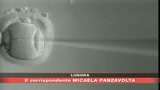 Creato embrione umano-animale