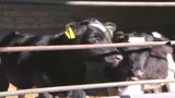 Mucca pazza, torna l'allarme