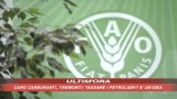 Vertice Fao, Ahmadinejad a Roma