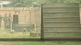 Cani olimpici vigilano sui Giochi