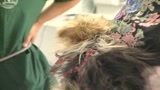 Lotta contro l'abbandono dei cani
