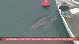 Cucciolo di balena rifiuta il cibo, rischia l'eutanasia