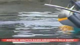 Abbattuta la balena Colin abbandonata dalla madre