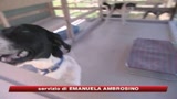 Cani sui treni, da domani si può anche per gli oltre 6 kg