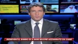Bambino sbranato dai cani randagi