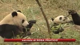 Cina, la diplomazia dei panda. 2 cuccioli a Taiwan