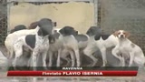 Cani maltrattati a Ravenna, blitz della Forestale 