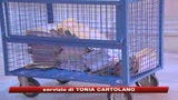 09/01/2009 - Caso De Magistris, Alfano fa trasferire 7 giudici