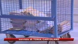 09/01/2009 - Why not, Alfano chiede i trasferimenti di 7 giudici