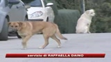 15/03/2009 - Bimbo sbranato a Ragusa, arrestato il custode del cane