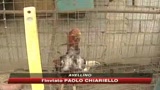 Scoperto canile lager vicino ad Avellino