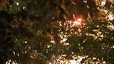IL GIARDINO DELLE VERGINI SUICIDE - il trailer