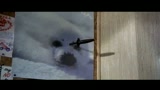 UN PESCE DI NOME WANDA - il trailer