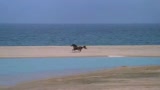 BLACK STALLION - IL TRAILER