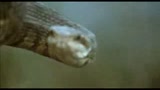FROGS - IL TRAILER