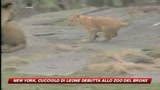 New York, cucciolo di leone debutta allo zoo del Bronx