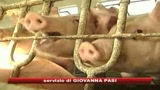 Oms, gli allarmi pandemia da mucca pazza ad oggi