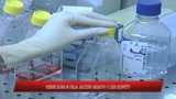 Febbre suina, Sacconi: Negativi i casi sospetti