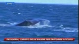 Sudafrica, in corso salvataggio di 55 balene spiaggiate
