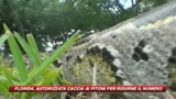 In Florida scatta la caccia al serpente