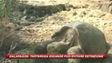 Galapagos, una speranza per la tartaruga gigante 