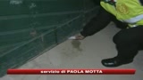 Ronde, da sabato via alla regolamentazione