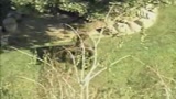 California, orso in fuga