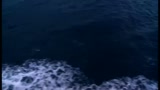il trailer di Honeymoons di Goran Paskaljievich