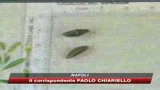 20/09/2009 - Napoli, la Camorra coltiva marijuana
