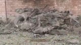 Pakistan, 100 morti in sette giorni
