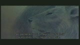 LE CRONACHE DI NARNIA - IL LEONE, LA STREGA E L'ARMADIO - il trailer