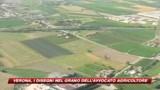 Verona, i disegni nel grano dell'avvocato agricoltore