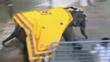 03/01/2010 - Inida, elefante semina il panico tra i pellegrini