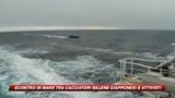 Giappone, scontro marino tra cacciatori balene e attivi