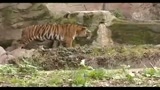 Medicinali da piante e animali protetti, 40 denunciati