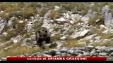 Biodiversità, dati Ispra, in Italia perdita senza precedenti