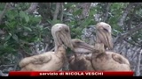 14/06/2010 - Marea nera, Obama: è l'11 settembre dell'ambiente