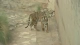 La Slovacchia va allo zoo