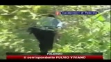 27/07/2010 - Droga, CC scoprono piantagione marijuana a Palermo