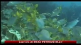 Mediterraneo, allarme inquinamento