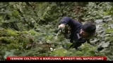11/08/2010 - Terreni coltivati a marijuana, arresti nel napoletano