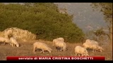Protesta Pastori, Coldiretti: Lo stato produce falso pecorino