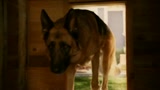 08/09/2010 - CANI & GATTI - LA VENDETTA DI KITTY 3D - il trailer