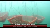 Ostriche infette, maxi sequestro dei carabinieri del Nas