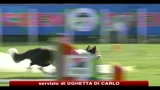 Roma, 10 cani rieducati e dati in adozione