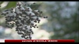 Maltempo, nevica sulla costa adriatica: problemi sulla A14