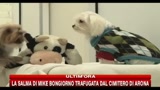 Fetch club, il ritrovo dei cani di Mahnattan