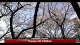07/04/2011 - Giappone, ciliegi in piena fioritura anche a Fukushima