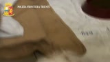 Trieste, polizia sequestra 19 cuccioli di cane provenienti dalla Slovacchia